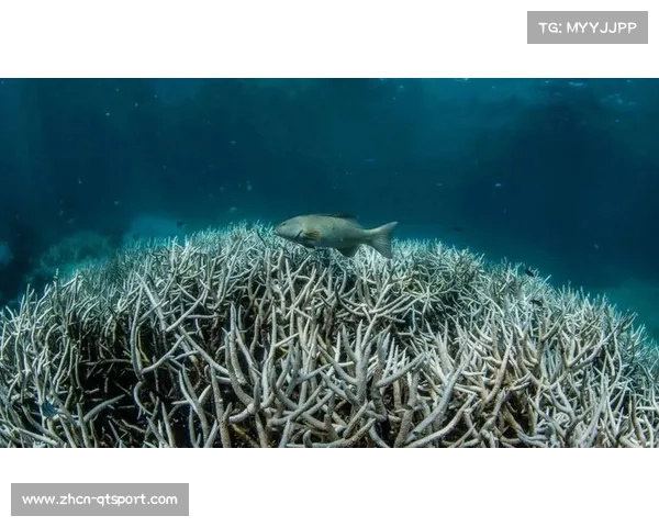 生态组织抗议大堡礁跳水赛呼吁停止破坏海洋生态